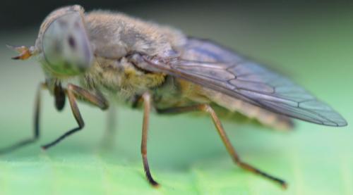 Atylotus latistriatus
